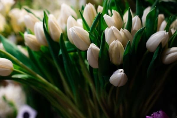 Gallery-Image