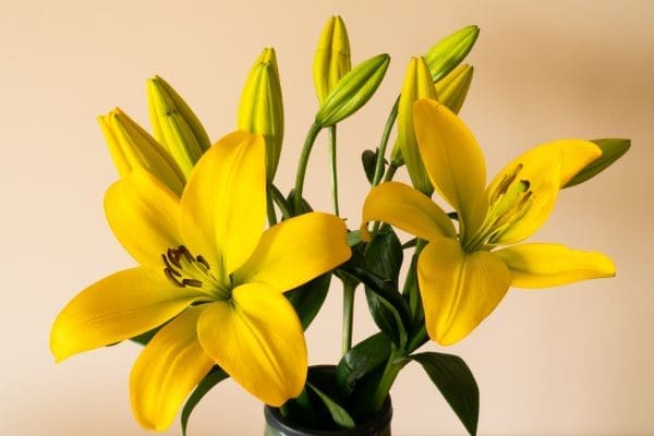 Gallery-Image