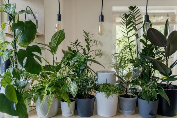Indoor Plants