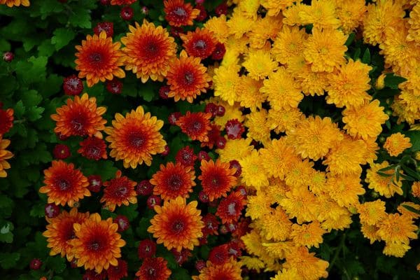 Seasonal Flowers
